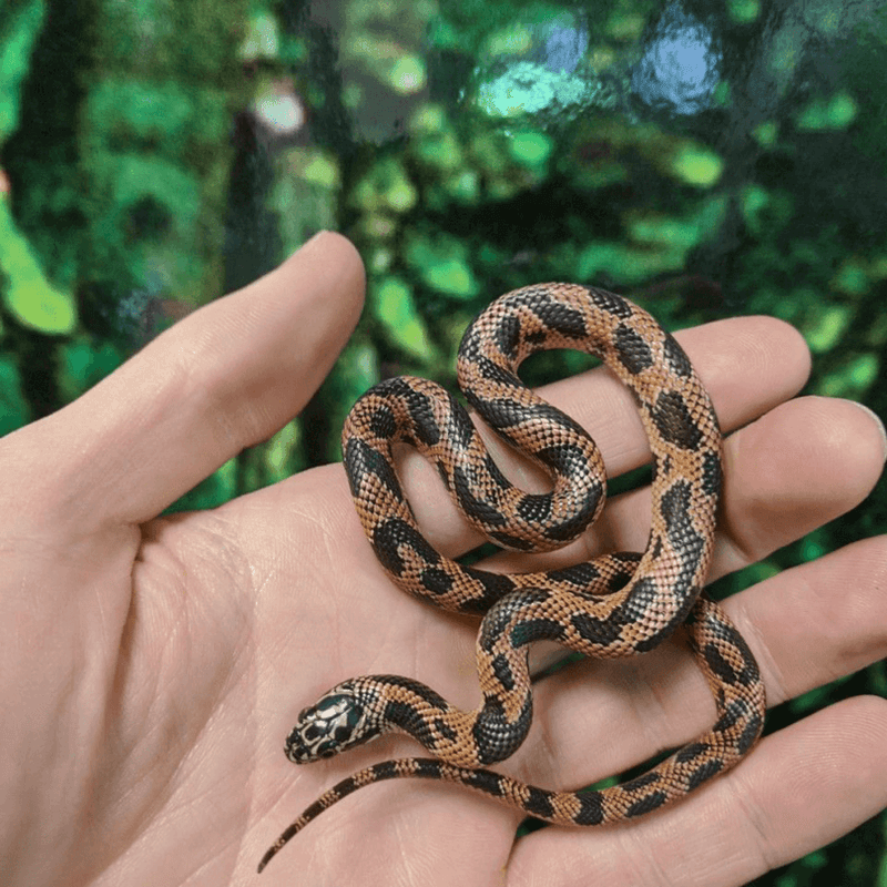 Apalachicola King Snake High Red