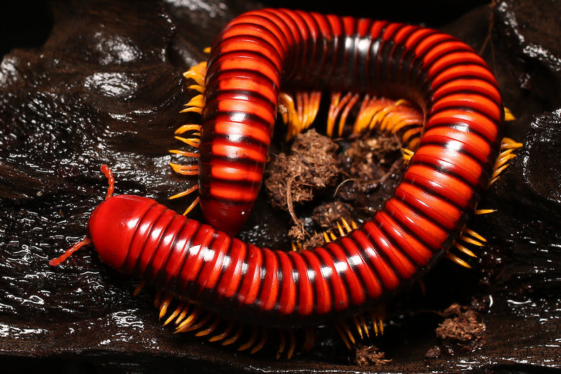 Aphistogoniulus cf. corallipes Millpede