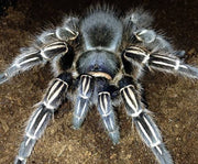 Costa Rican Zebra Tarantula - Aphonopelma seemanni