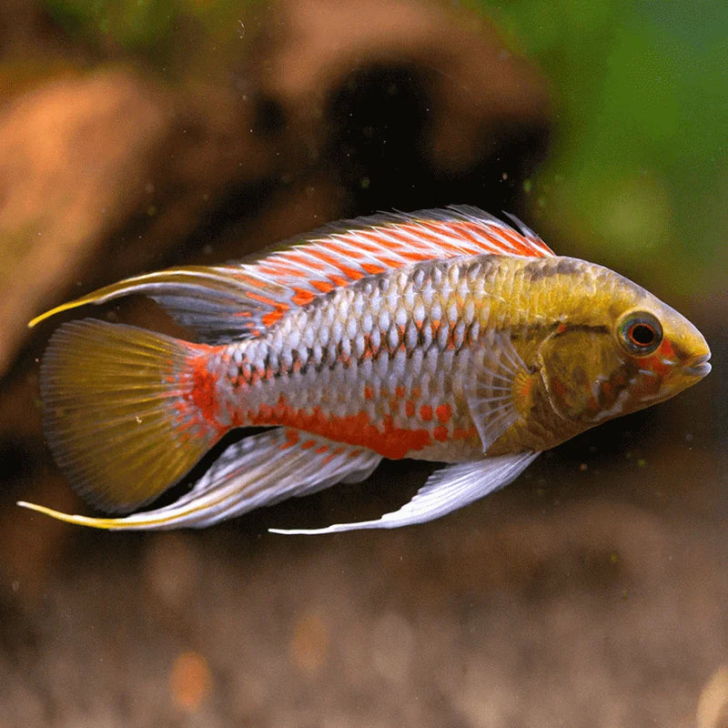 Apistograma hongsloi i red-gold 3-4cm