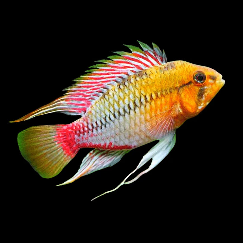 Apistograma hongsloi i red-gold 3-4cm