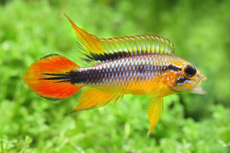 Apistogramma Agassizi Large