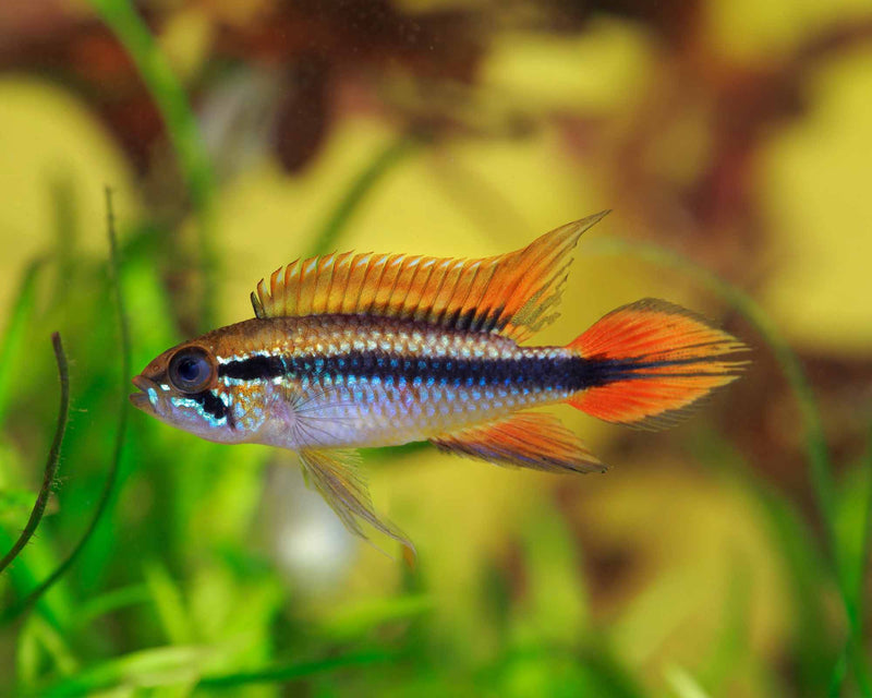 Apistogramma Agassizi Large