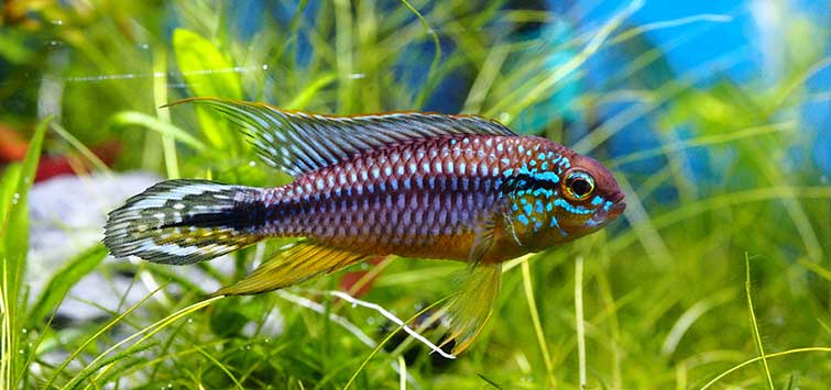 Apistogramma Agassizi Large