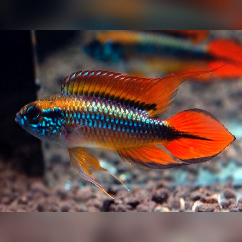 Apistogramma Agassizi Double Red