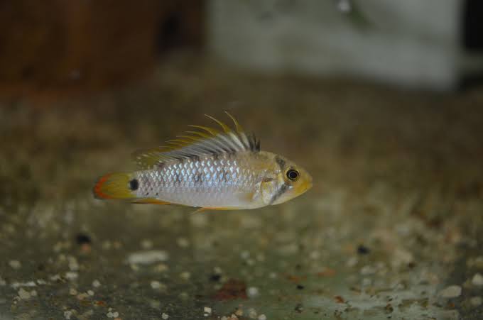 Apistogramma Baenschi-Inca 3-4cm