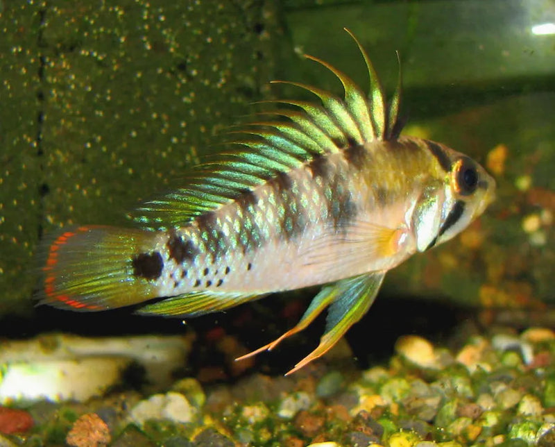 Apistogramma Baenschi-Inca 3-4cm