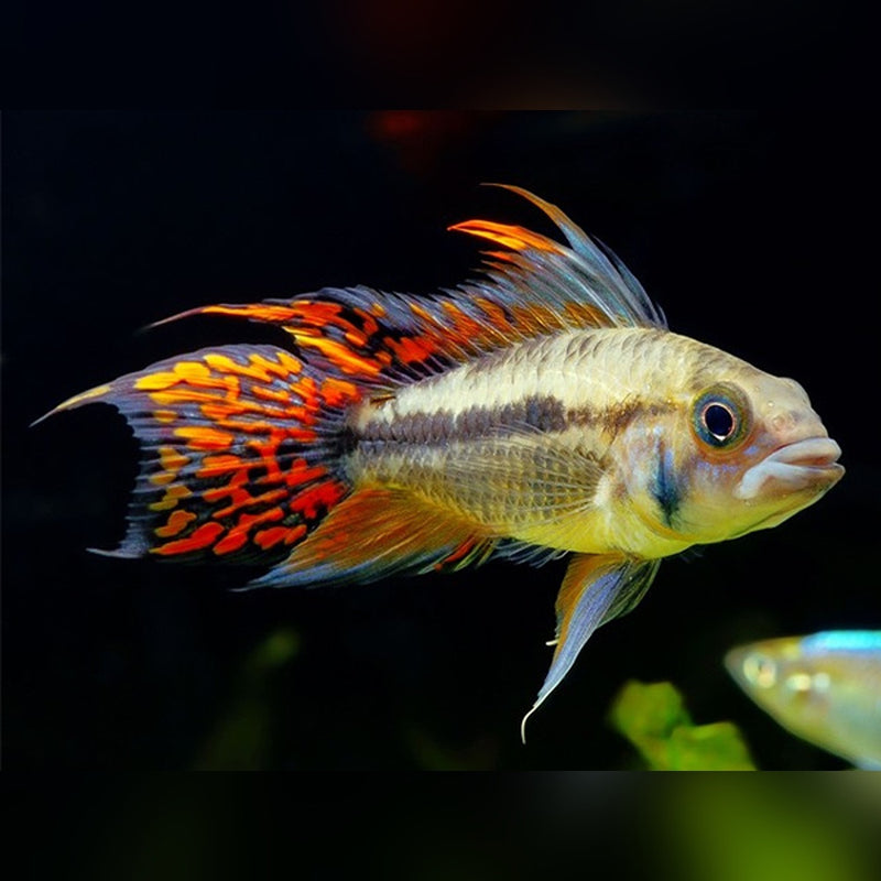 Apistogramma Cacatuoides Double