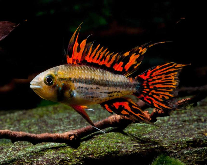 Apistogramma Cacatuoides Double