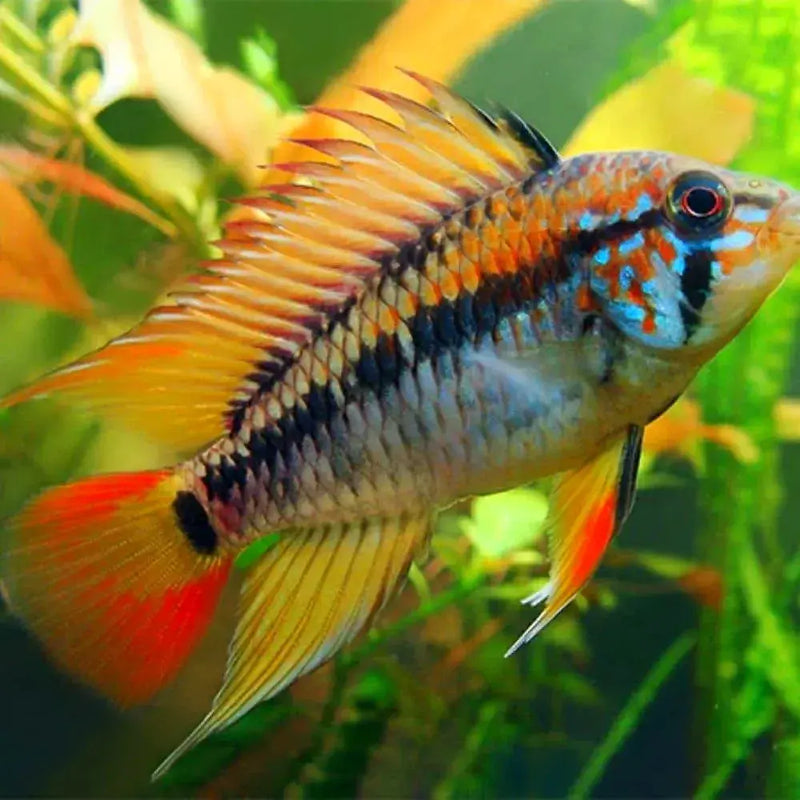 Apistogramma sp. viejeta II