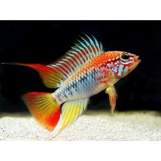 Apistogramma sp. viejeta II