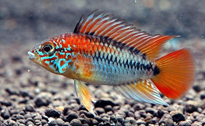 Apistogramma sp. viejeta II