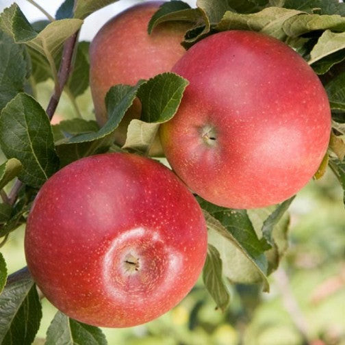Apple 'Red Windsor' 2 year Bush - Self Fertile