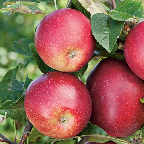 Apple 'Summerred' 10 Litre