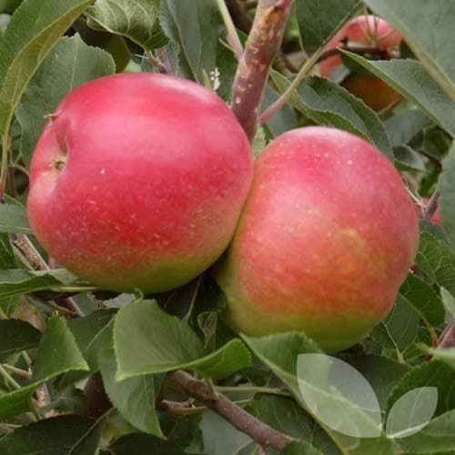 Apple 'Beauty of Bath' 10 Litre