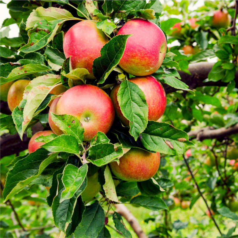 Apple 'Beauty of Bath' 10 Litre
