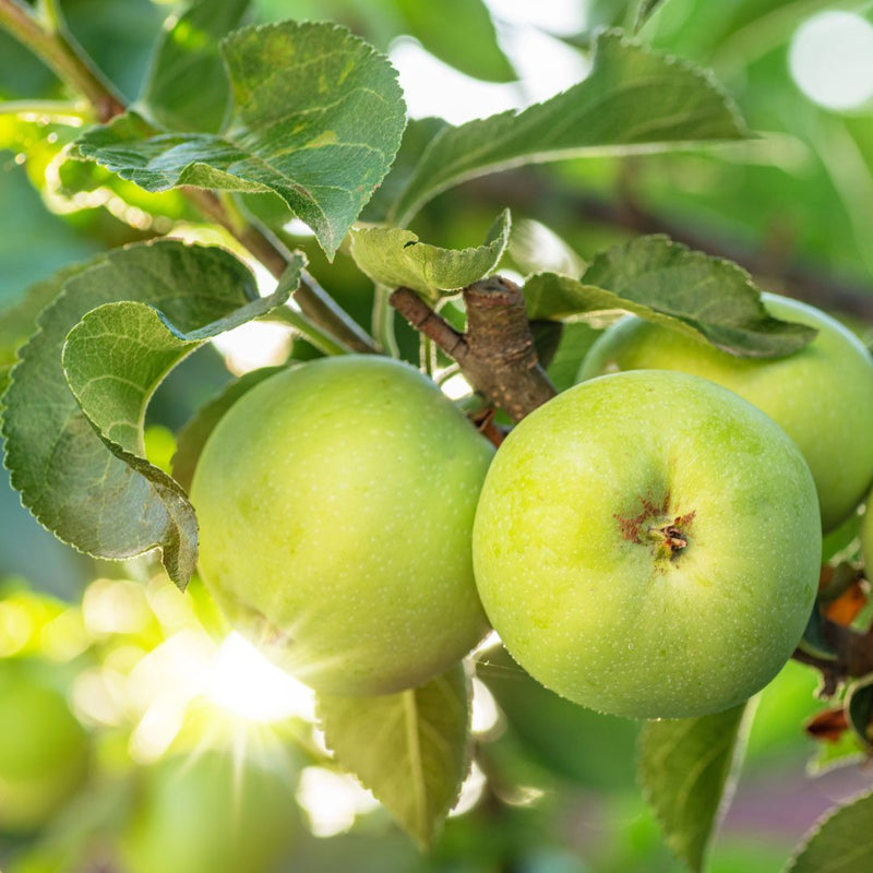 Apple 'Brambley Seedling' 10 Litre
