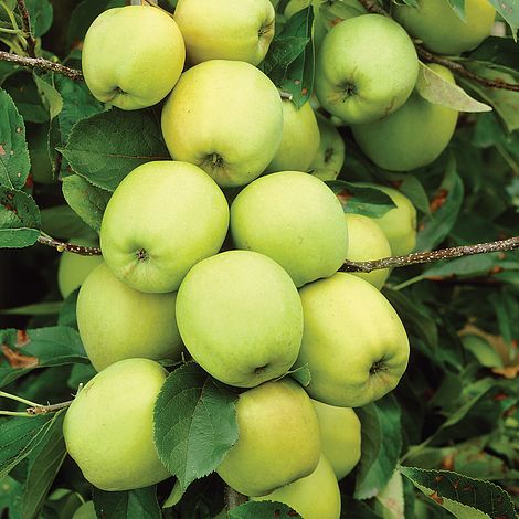 Apple 'Golden Delicious' 10 Litre