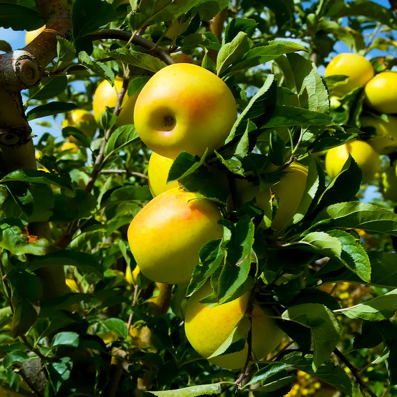 Apple 'Golden Delicious' 10 Litre