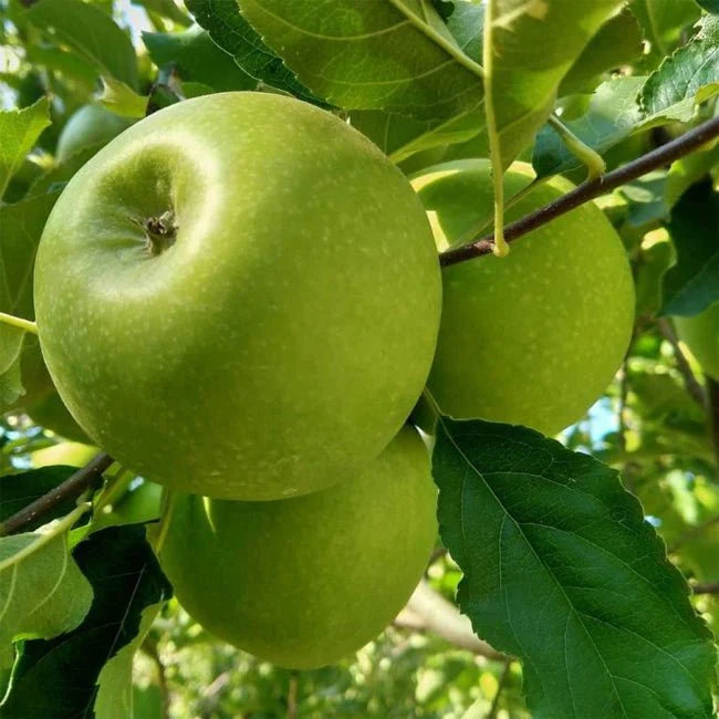 Apple 'Granny Smith' 10 Litre