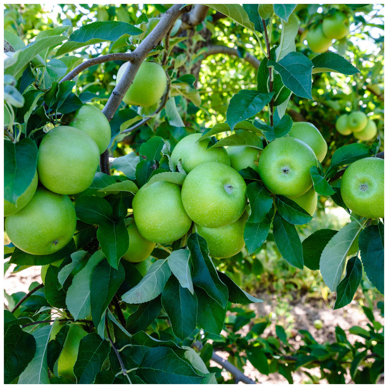 Apple 'Granny Smith' 10 Litre