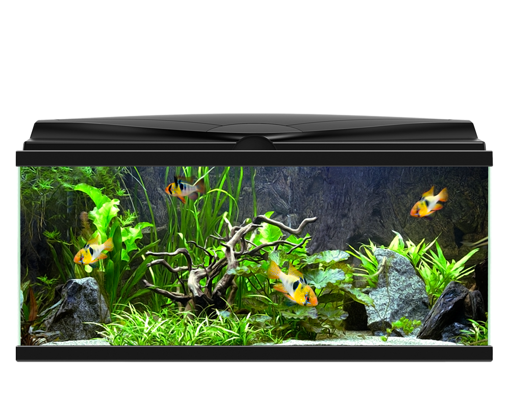 Buy Aquariums Online - Aqua 80 Aquario Frente 1000x800 1 998x800 Buy Aquariums Online - Aqua 80 Aquario Frente 1000x800 1 998x800
