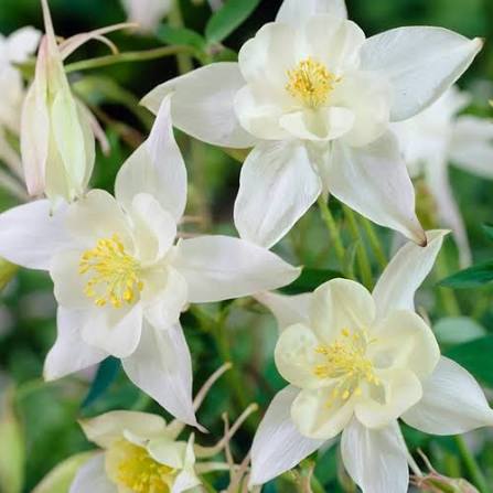 Aquilegia Spring Magic White 9cm
