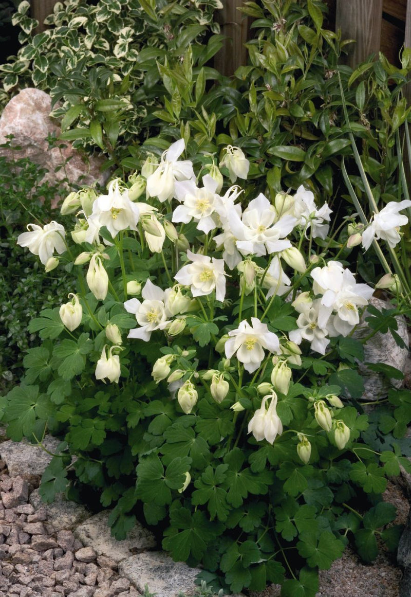 Aquilegia Spring Magic White 9cm