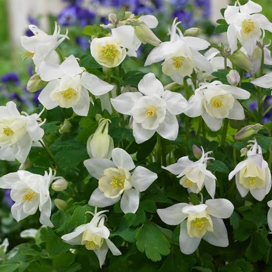 Aquilegia Spring Magic White 9cm
