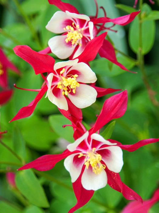 Aquilegia 'Crimson Star' 2L