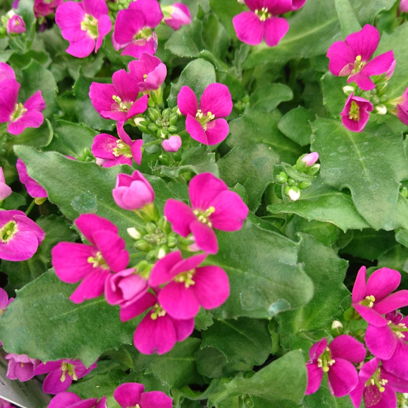 Arabis Little Treasure Deep Rose