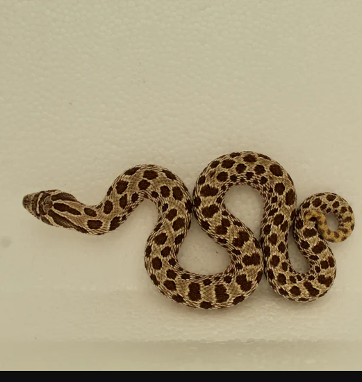 Arctic Hognose Snake