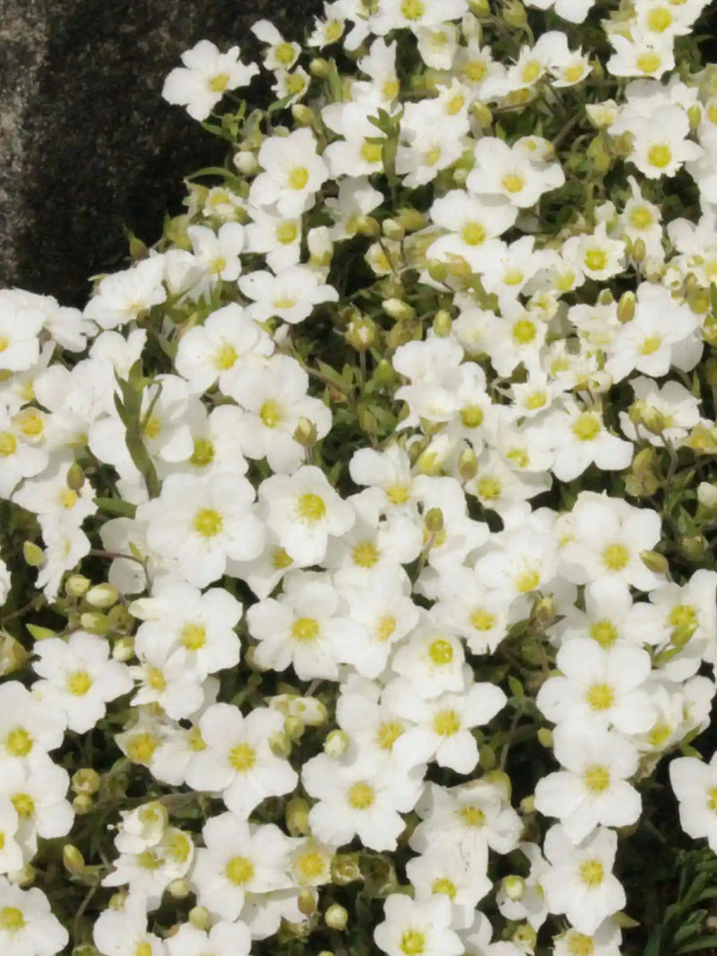 Arenaria Blizzard Compact White 9cm