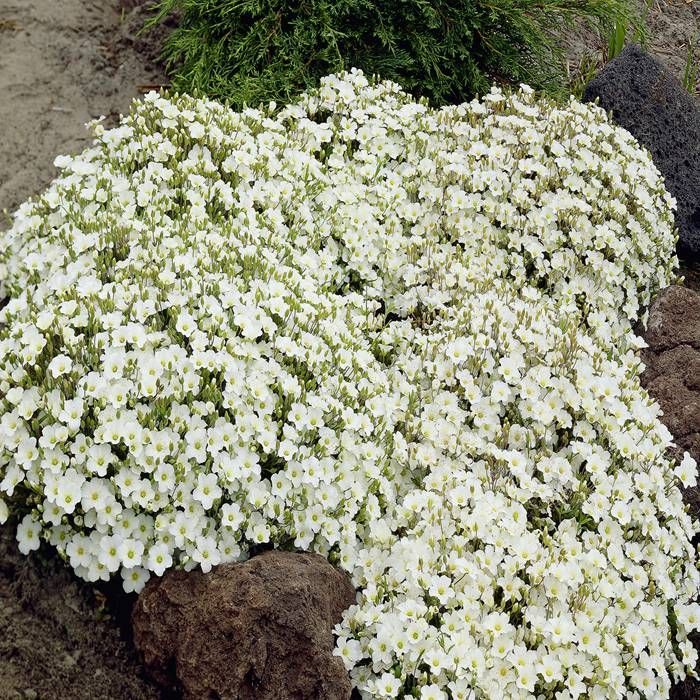 Arenaria White 9cm