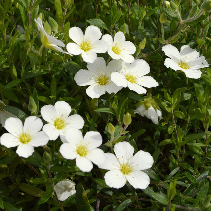 Arenaria White 9cm