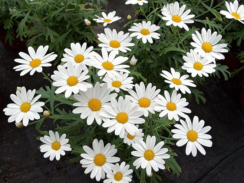 Argyranthemum Frutescens White I Paris Daisy