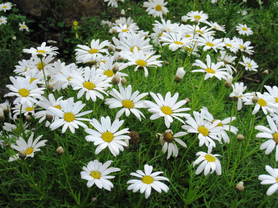 Argyranthemum Frutescens White I Paris Daisy