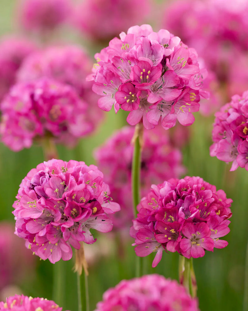 Armeria Maritima Pale Pink 9cm