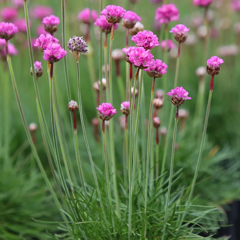 Armeria Maritima Pale Pink 9cm