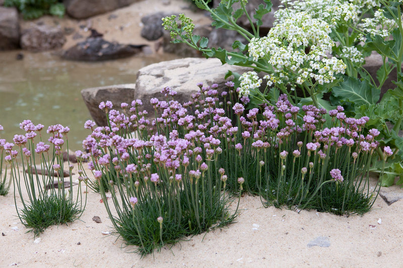Armeria maritima 9cm