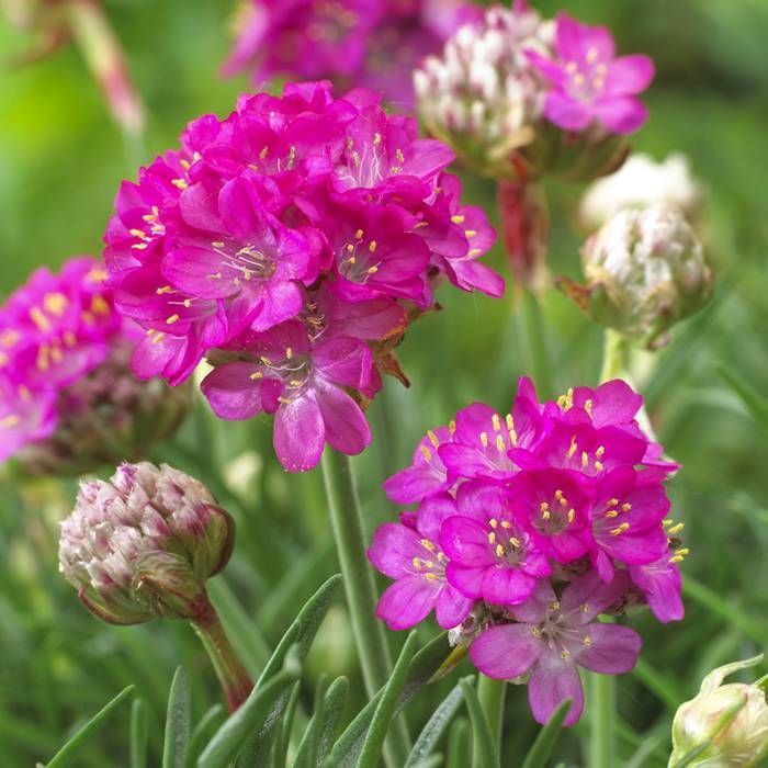 Armeria maritima 9cm