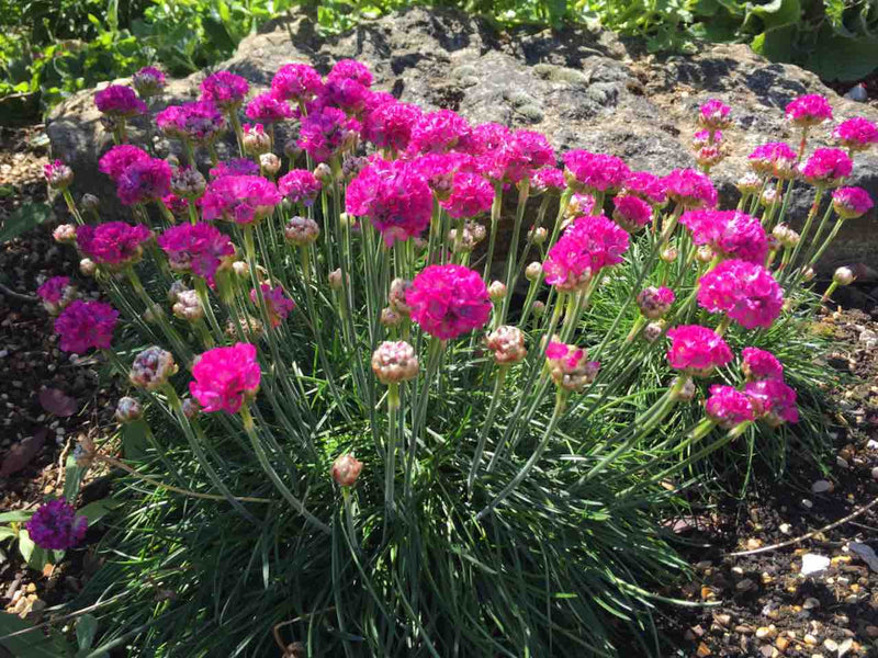 Armeria maritima 9cm