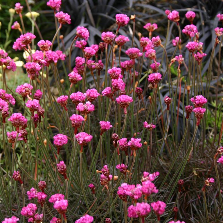 Armeria maritima rubrifolia 9cm
