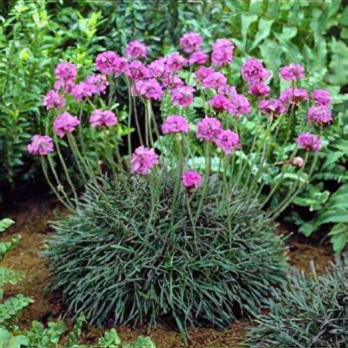 Armeria maritima rubrifolia 9cm