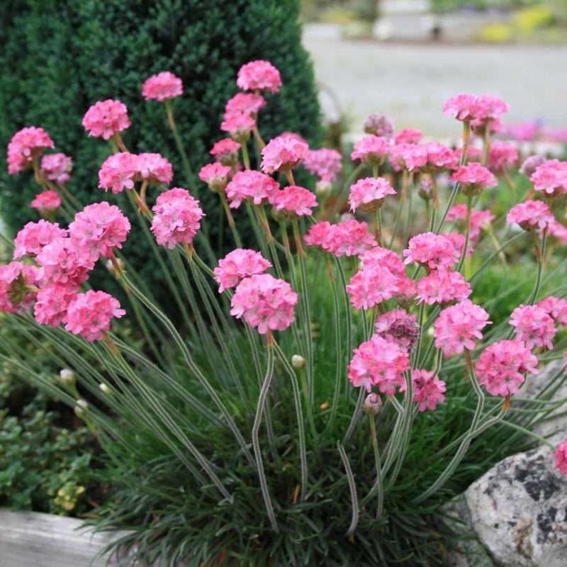 Armeria maritima rubrifolia 9cm