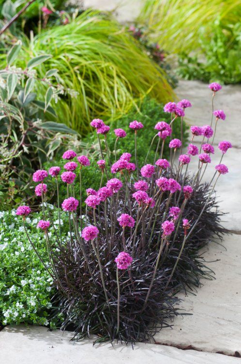 Armeria maritima rubrifolia 9cm