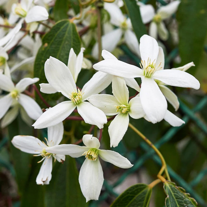 Clematis armandii 'Snowdrift' (2 Litre)