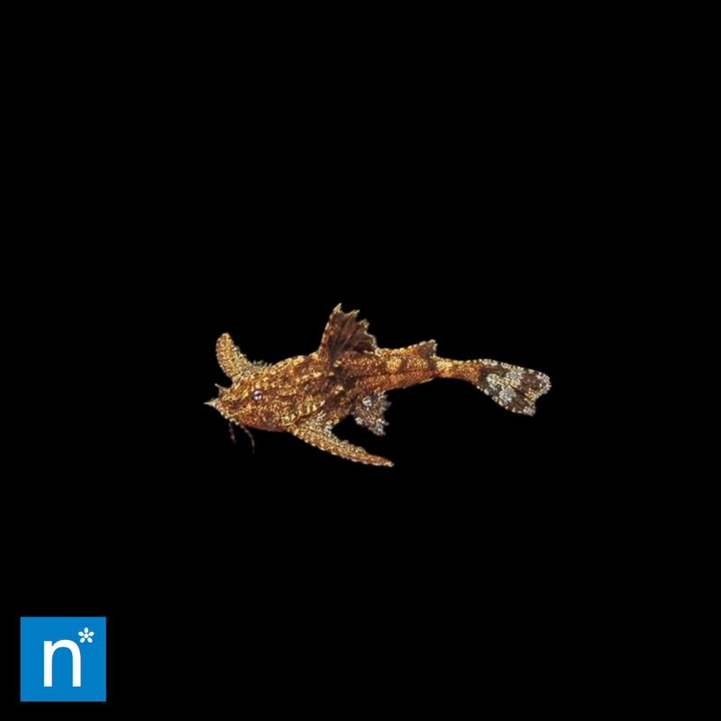 Asian Stone Catfish | Hara jerdoni
