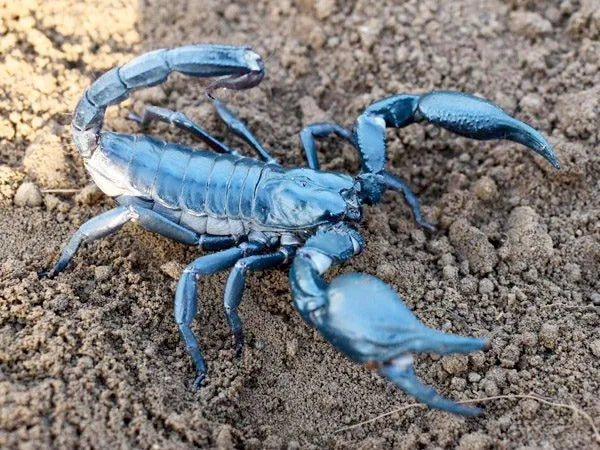Asian Blue Forest Scorpion | Heterometrus spinifer