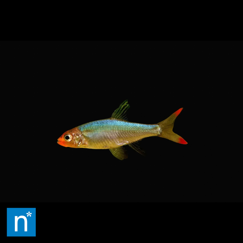 Asian Rummy-Nose Rasbora | Sawbwa resplendens